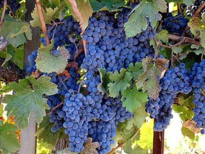 San Francisco: Francis Ford Coppola Winery Private Tour - Included Services