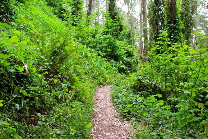 San Francisco Urban Hike: Castro and Twin Peaks - Reviews From Participants