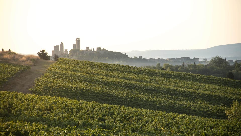 San Gimignano: Wine Tasting in an Organic Family Winery - Guided Tour Highlights