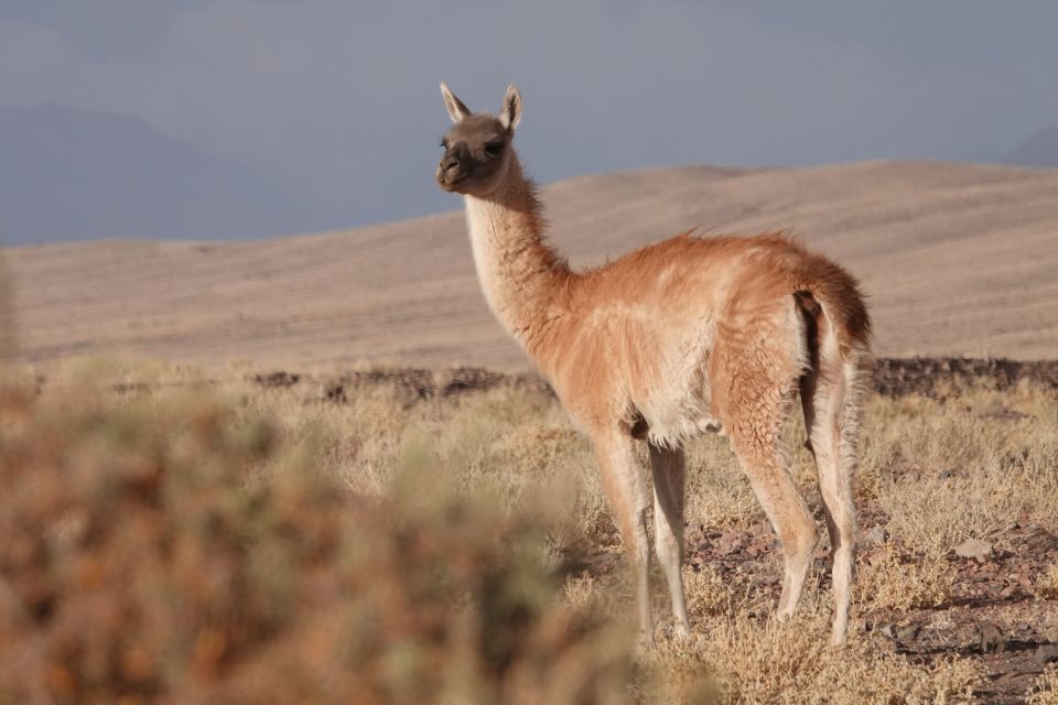 San Pedro De Atacama: Wildlife Safari and Photography Tour - Detailed Itinerary