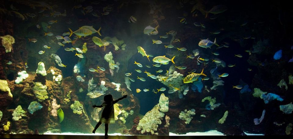 San Sebastian Aquarium Entry Ticket and City Walking Tour - Highlights and Experiences