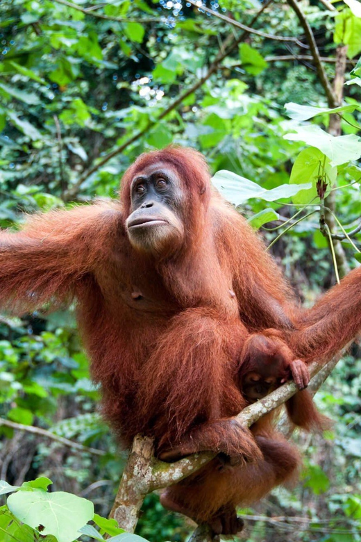 Sandakan: Orangutan Sanctuary Shared Day Trip Tour - Wildlife Encounters