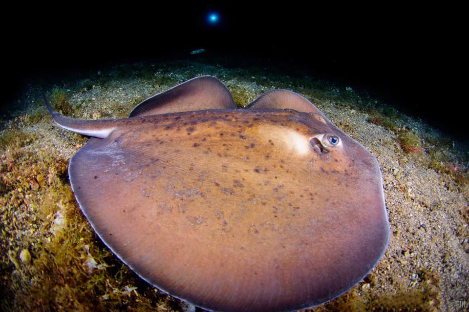 Santa Cruz De Tenerife: Nocturnal Life Guided Night Dive - Booking and Availability Information