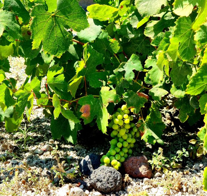 Santorini: Authentic Private Wine Tasting Tour - Koutsogianopoulos Wine Museum