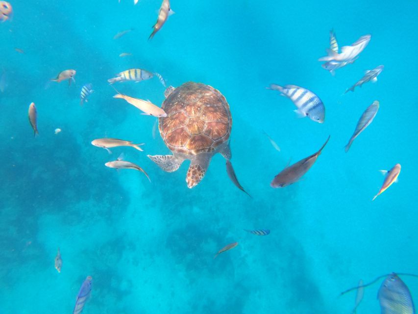 Sao Vicente: Snorkeling With Turtles Breathtaking Experience - Itinerary and Inclusions