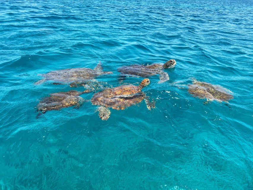 Sao Vicente: Swimming and Snorkeling Tour With Sea Turtles - Itinerary Details