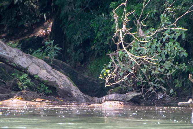 Sarapiquí River Jungle Kayak Tour - Experience Details