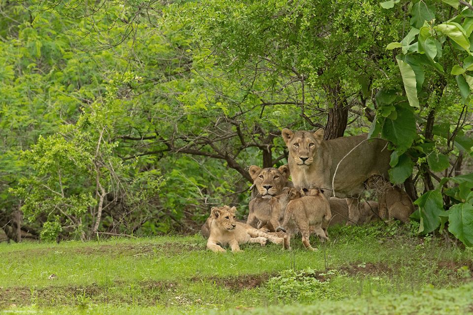 Sasan Gir: Devalia Park Safari With Skip-The-Line Access - Guided Safari Options