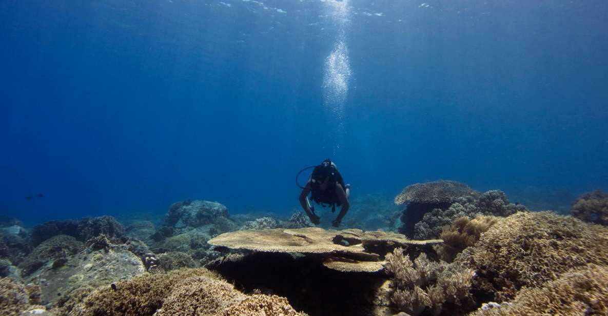 Scuba Diving 3 Islands Nha Trang Tour - Activities Included