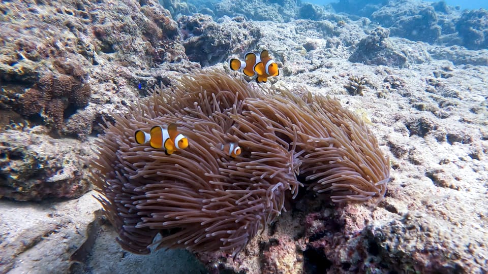 Scuba Diving From Stunning Coral Reef in the Heart of Phuket - Diving Options and Courses