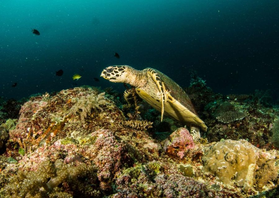 Scuba Diving in Boracay: SSI Open Water Certification - Certification Process