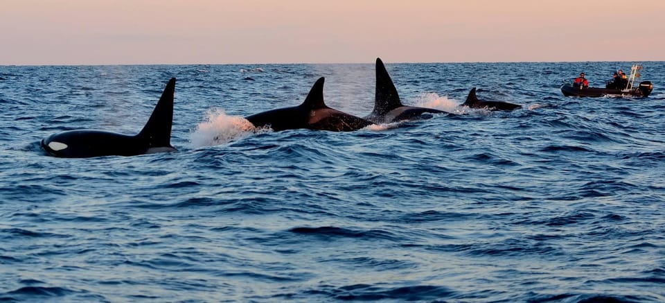 Senja: Deep Sea Whale Safari by RIB Boat - Inclusions of the Tour