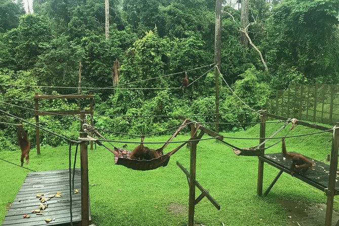 Sepilok Orang Utan & Bornean Sun Bear Centre With Sandakan City Tour With Lunch - Itinerary Overview