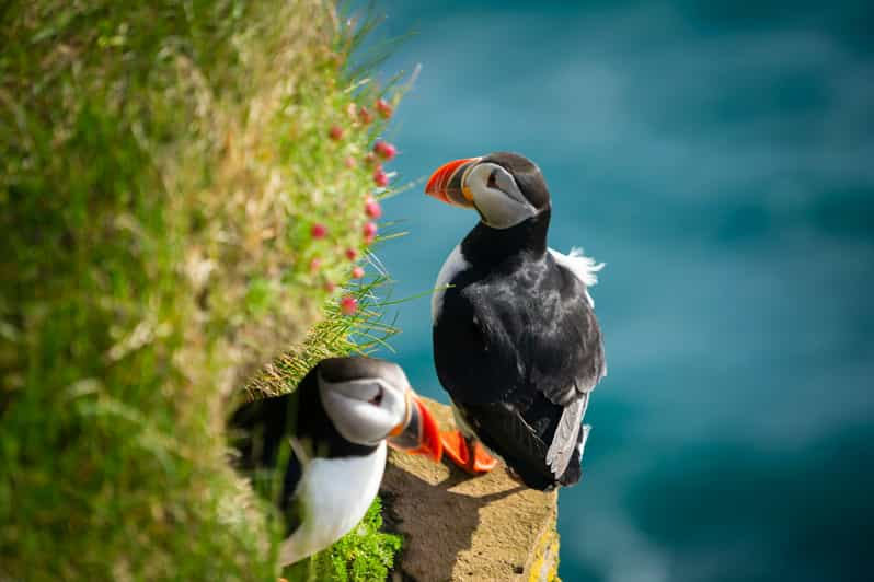 Seydisfjordur: Scenic Drive and Puffins Half-Day Trip - Puffin Exploration Experience