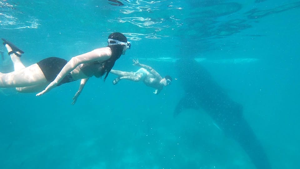 Shared Tour : Whale Shark Watching and Kawasan Canyoneering - Experience Highlights