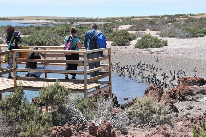 Shore Excursion Punta Tombo With Box Lunch & Entry Fee - Madryn - Penguin Rookery Exploration