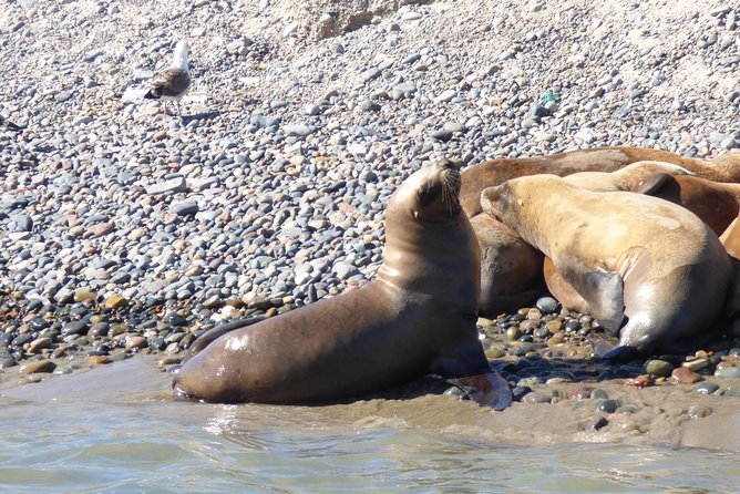 Shore Tours Peninsula Valdes Cruise Ship Passengers Puerto Madryn - Inclusive Tour Package Details