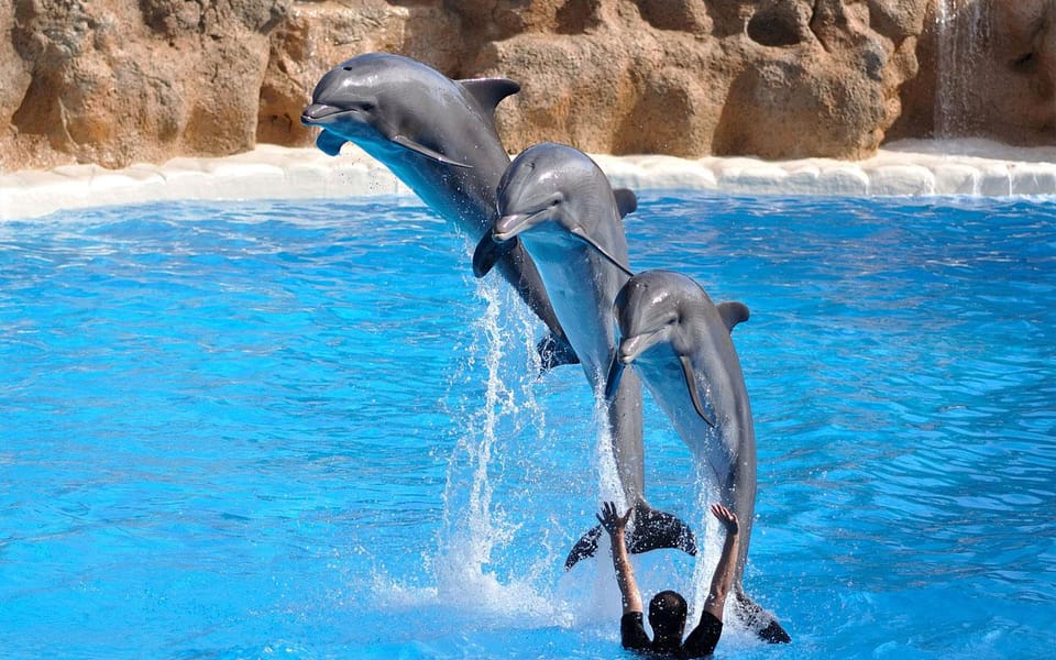 Side/Turks: Alanya Dolphin Show With Hotel Transfer Option - Show Highlights