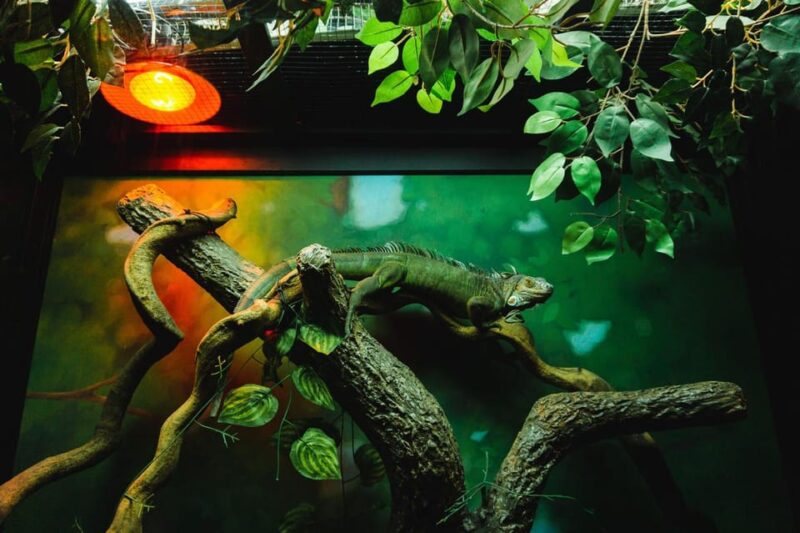 Siem Reab: Angkor Wildlife & Aquarium - Detailed Itinerary