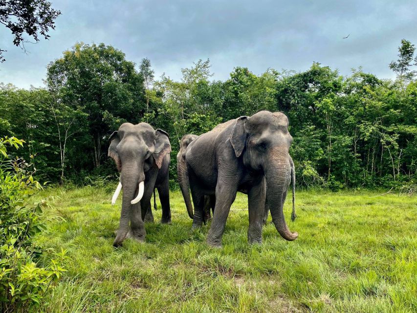 Siem Reap: Kulen Elephant Forest & Tonlesap Lake - Inclusions