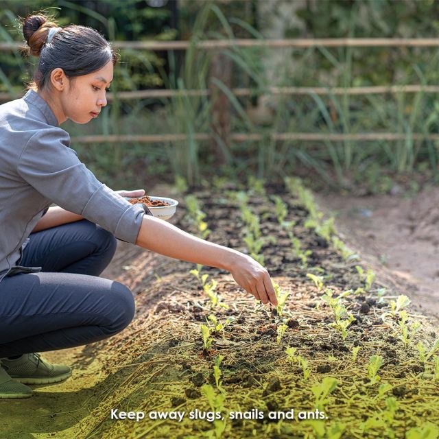 Siem Reap Morning Culinary and Culture Adventure - Culinary Experience