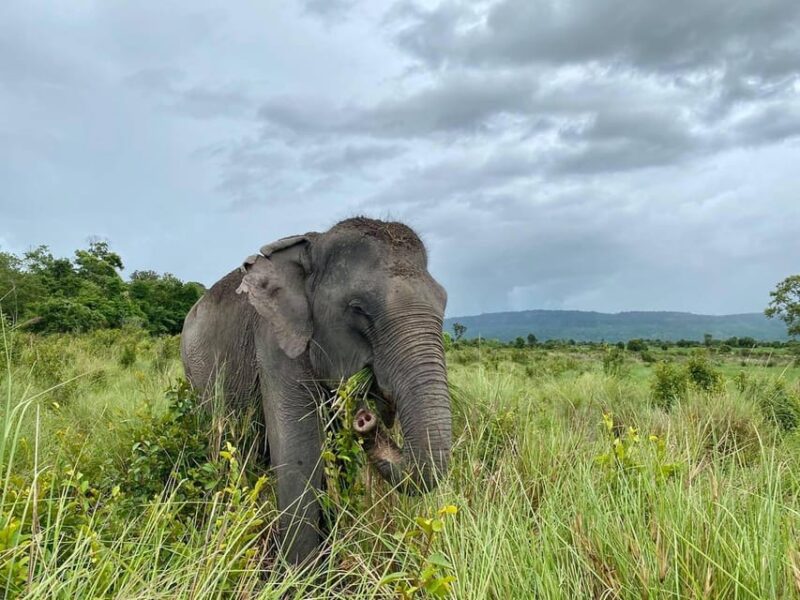 Siem Reap: Small Group Tour of Kulen Elephant Forest - Itinerary Breakdown