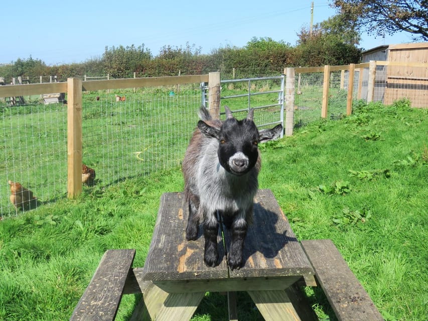 Sightseeing and Educational Farm Tour on Bainbridge Island - Hands-On Learning Experience