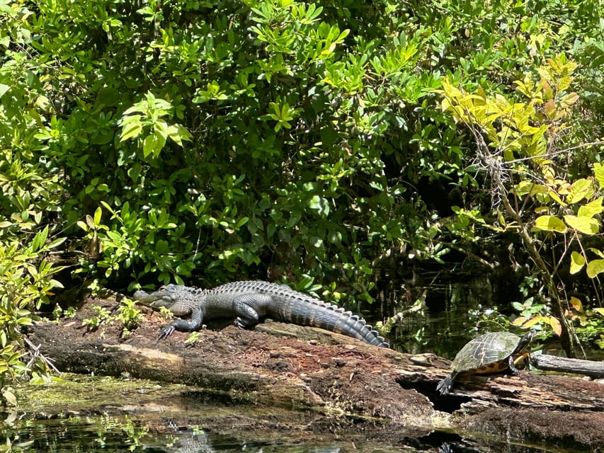 Silver Springs: Guided Clear Kayak or Paddleboard Gator Tour - Preparation and Meeting Point