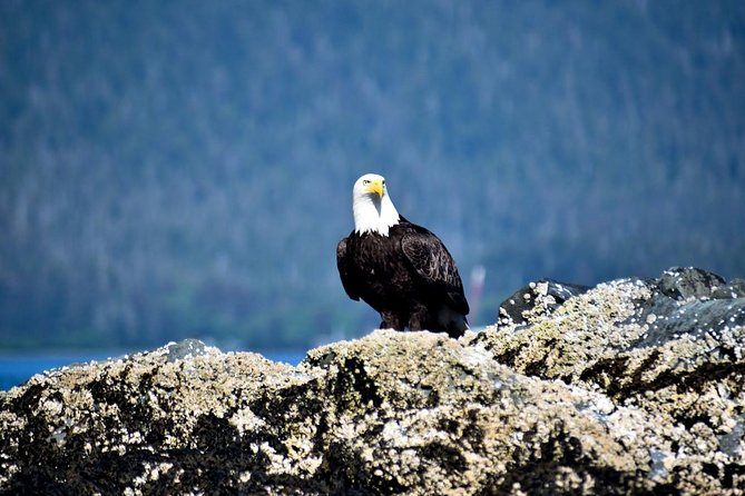 Simply Amazing Sitka Tour: Fortress of the Bear, Alaska Raptor, & Totems - Alaskan Raptor Center