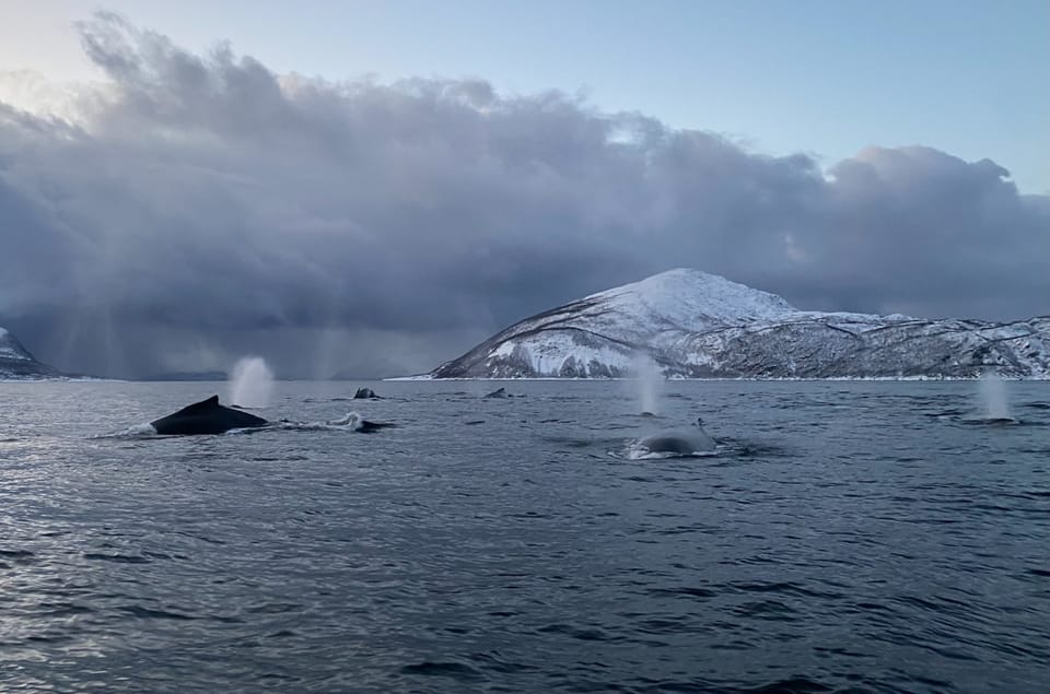 Skjervøy: Whale and Orca Watching Tour by RIB Boat - Tour Highlights