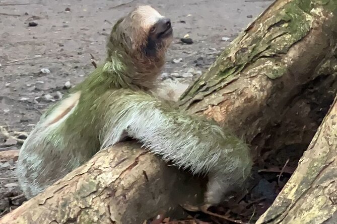 Sloth Watching in La Fortuna With a Local Tour Guide. - Accessibility and Recommendations