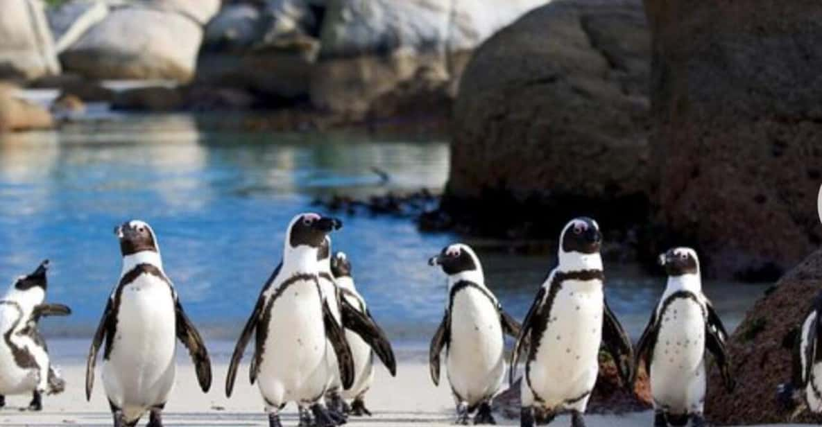 Small Group: African Penguins,Boulders Beach-Half-Day Tour. - Highlights and Experiences