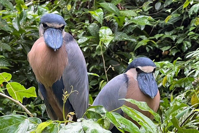 Small Group Tortuguero National Park Canoe Tour - Inclusions and Exclusions