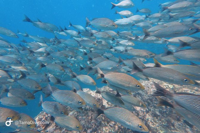 Snorkeling at Catalina Islands - Exploring the Catalina Islands