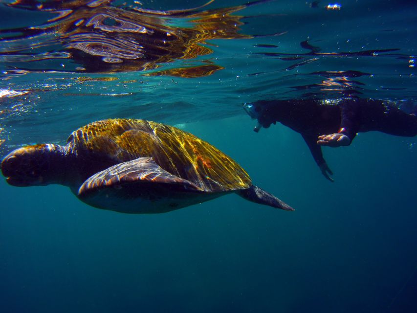 Snorkeling in a Volcanic Bay - Marine Life Sightings