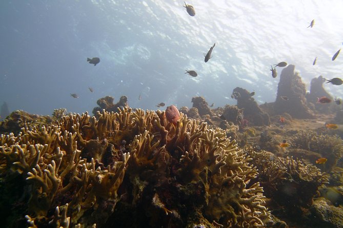 Snorkeling Package at Tulamben Liberty Shipwreck - Detailed Itinerary of the Day