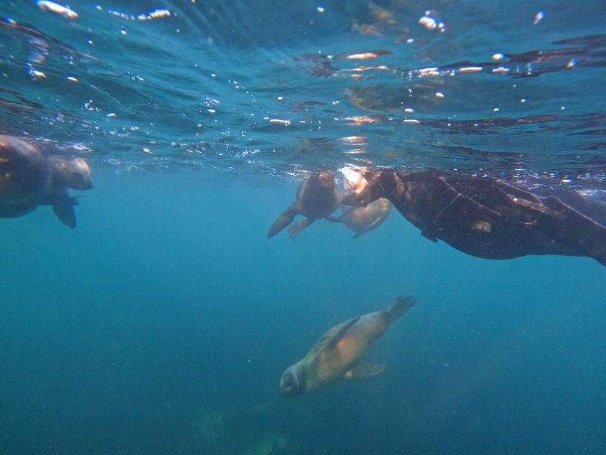 Snorkeling With Sea Lions - Experience Highlights