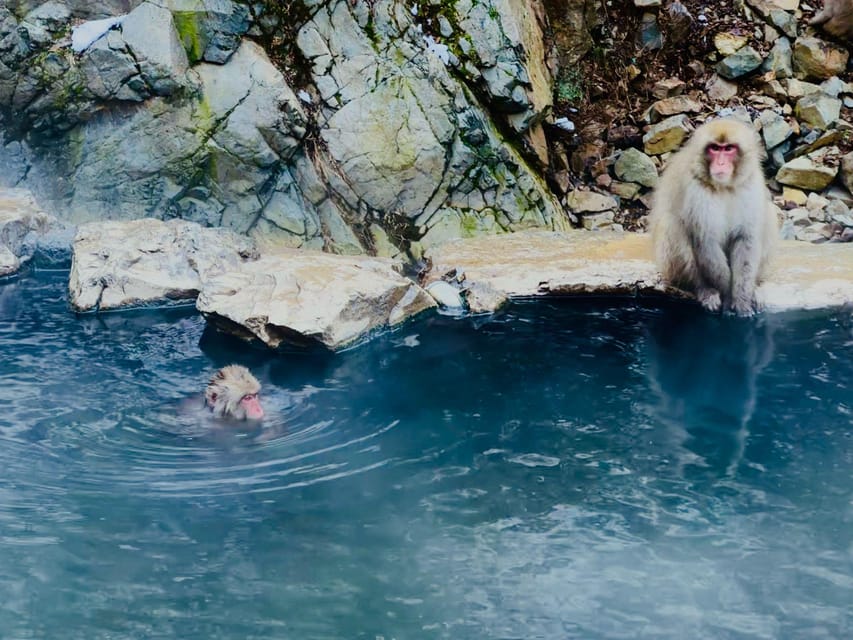 Snow Monkey Park Day Tour Pick-up and Drop-off From Nagano - Itinerary Highlights