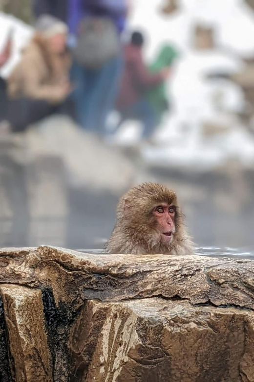 Snow Monkeys, Nagano, Zenkoji Temple & Sake Day Trip - Sake Tasting Experience