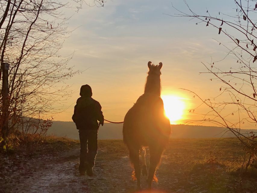 Sohland an Der Spree: Walk With an Alpaca - Tour Details