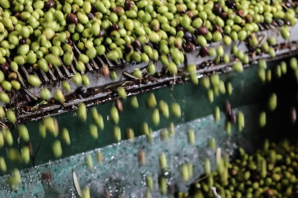 Sorrento: Guided Olive Mill Visit With Tastings - Tasting Experience