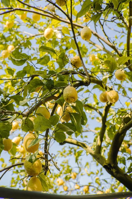 Sorrento: Lemons Grove&Cheese Show With Local Food Tasting - Itinerary Details