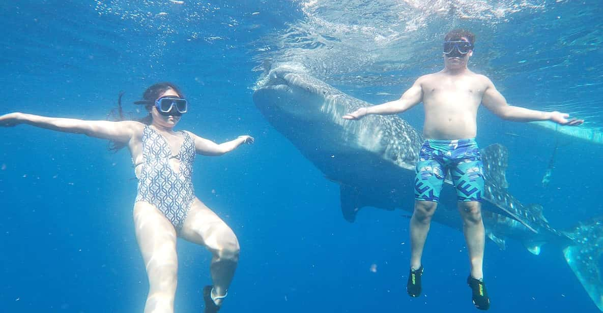 South Cebu:Oslob Whale Sharks & Inambakan Falls Journey - Whale Shark Interaction