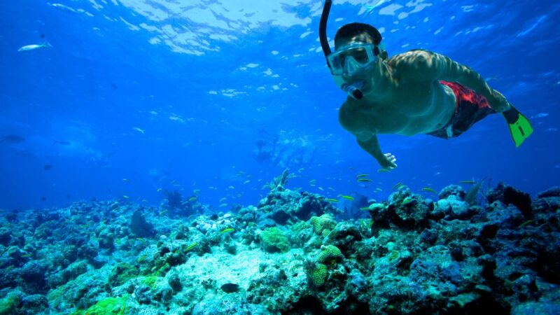 South Tenerife: Guided Snorkeling - Inclusions and Requirements