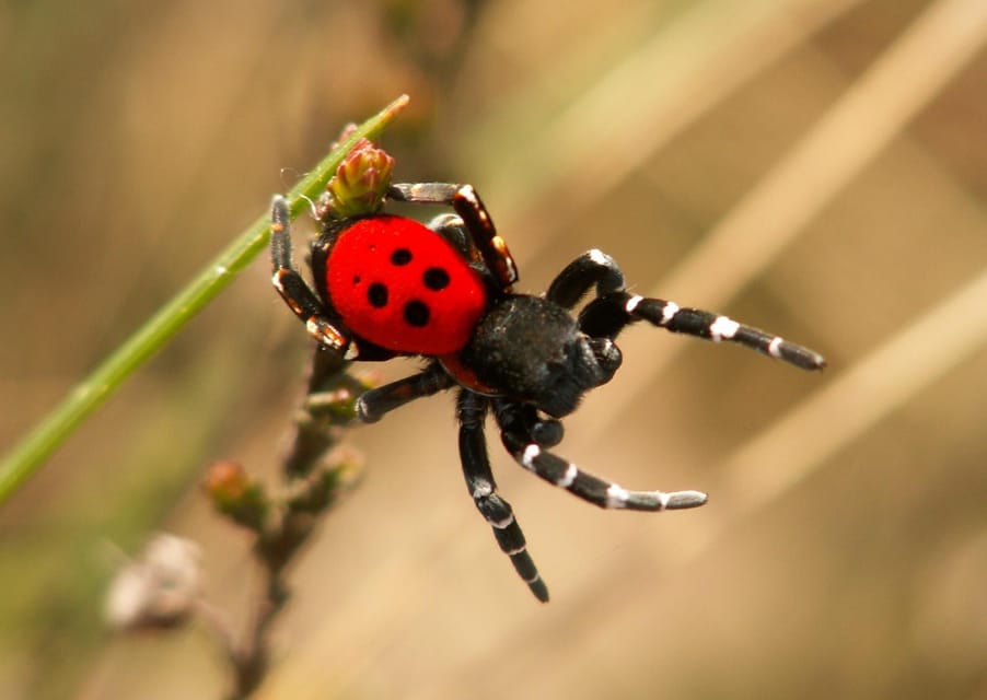 SPIDERS - WATCHING - Importance in Ecosystems