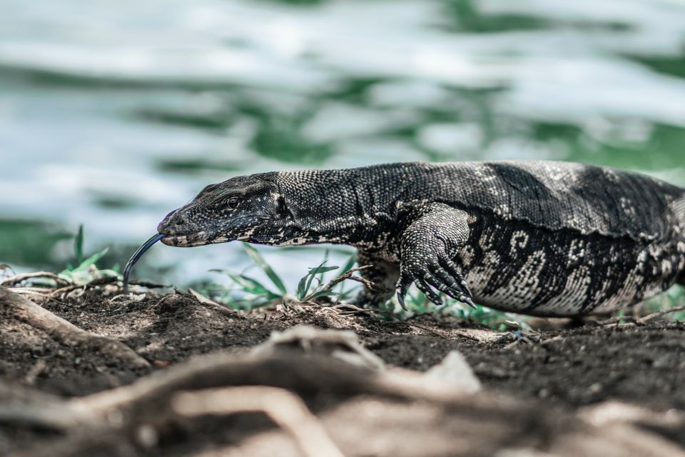 Sri Lanka Bentota: Mangrove Lagoon and River Cruise - Cruise Experience