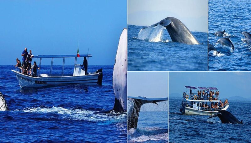 Sri Lanka: Explore the Wonders in 6 Days - Key Attractions