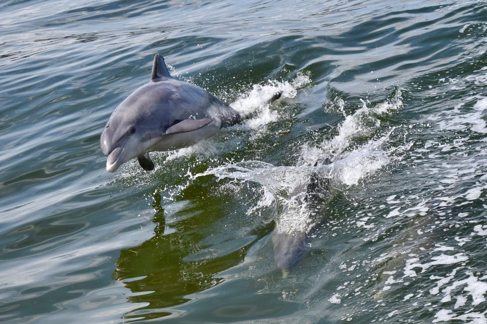 St.Augustine: Dolphin Watch & Historical Harbor Tour +Drinks - Tour Details