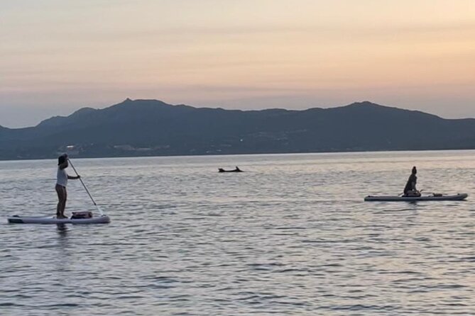 Stand Up Paddle Tour Dolphins Experience Golfo Aranci - Meeting Point and Parking