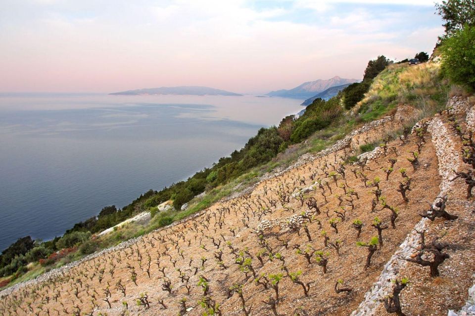 Ston Oysters and Wine Tasting Tour From Dubrovnik - Highlights